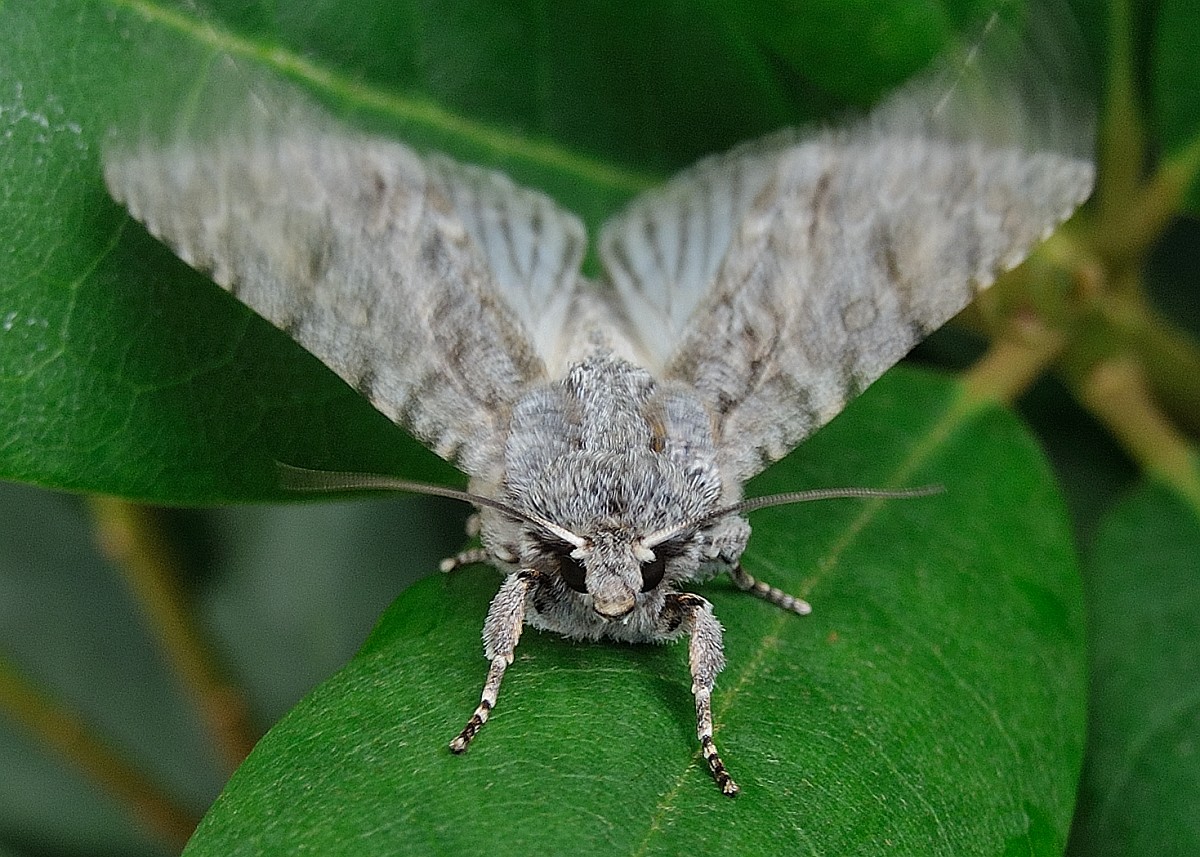 Acronicta aceris, Sycamore